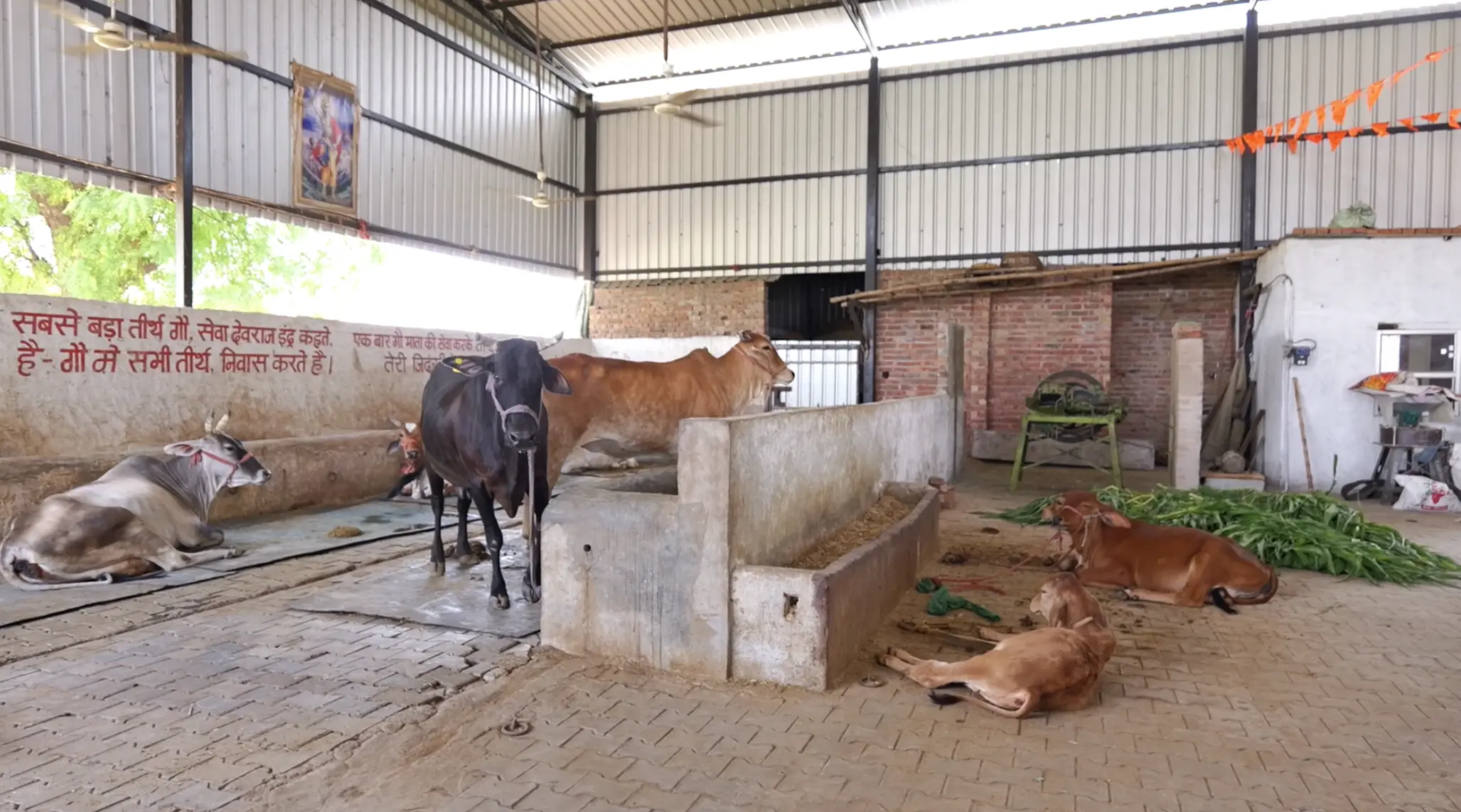 Protecting and Caring for Vulnerable Animals - Gaushala